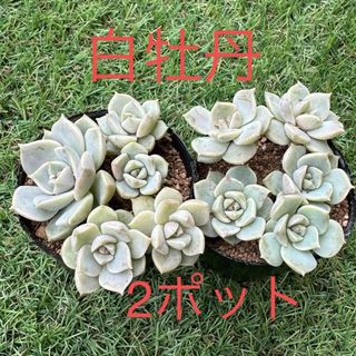 多肉植物　白牡丹　2ポット(その他)