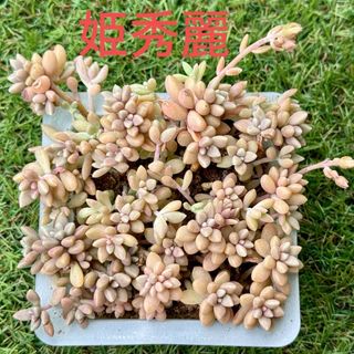 多肉植物　姫秀麗　抜き苗(その他)