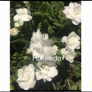 来年用！北海道.本州限定　プリムラ　八重咲き　プリムローズ ホワイト　白(その他)