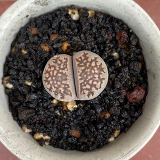 ゜'・:*☆。Lithops julii ssp.fulleri゜'・:*☆。(その他)