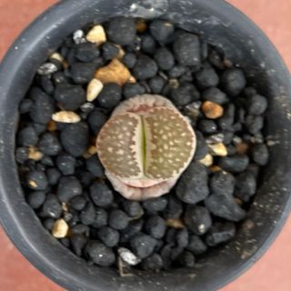 ゜'・:*☆。Lithops julii ssp.fulleri゜'・:*☆。(その他)