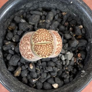 ゜'・:*☆。Lithops julii ssp.fulleri゜'・:*☆。(その他)