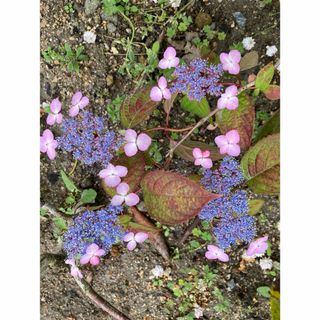 山紫陽花苗木(その他)