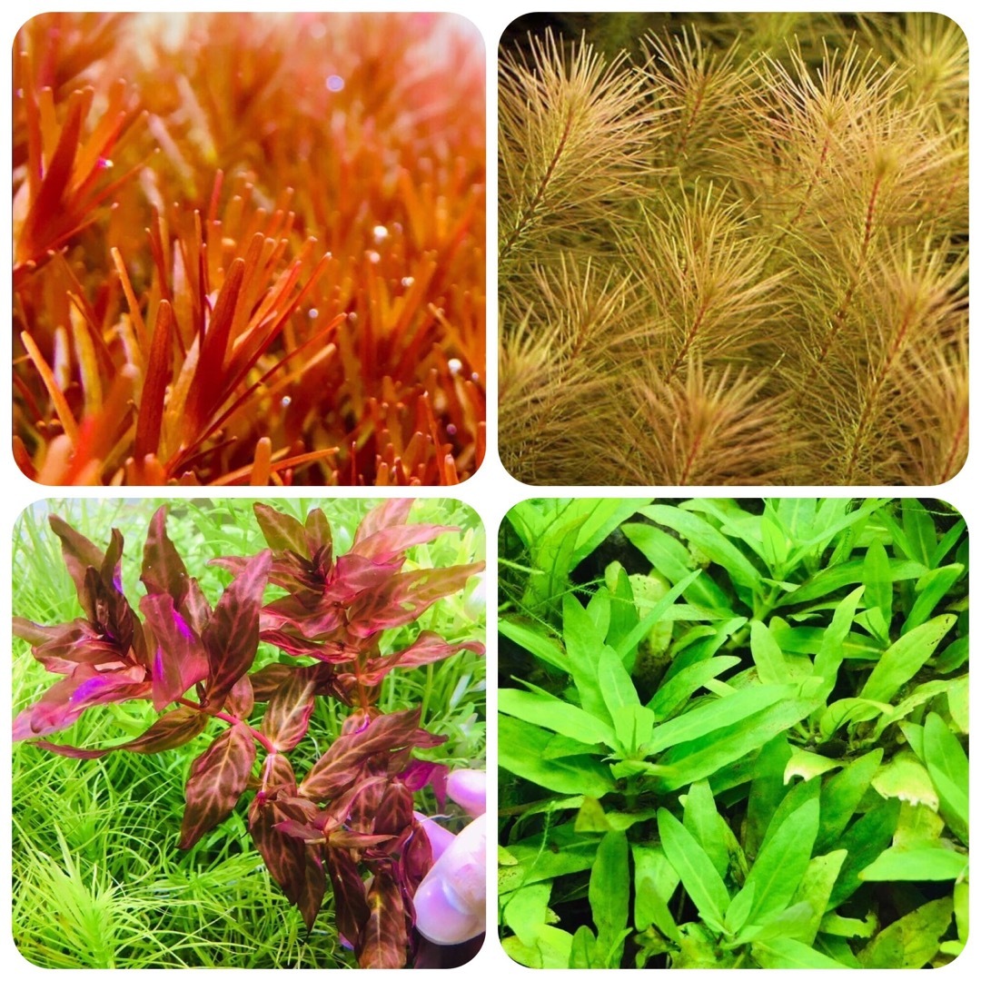 水草セット　4種類 水中葉　無農薬　無害虫 その他のペット用品(アクアリウム)の商品写真