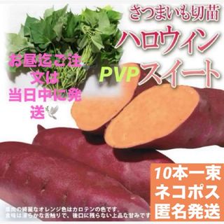 さつまいも切苗    ハロウィンPVPスイート  10本   ネコポス　送料無料(野菜)