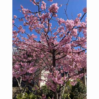 河津桜苗木(その他)