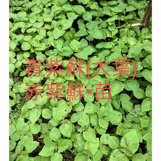 しそ 青紫蘇 大葉 赤紫蘇 野菜苗 苗　202403(その他)