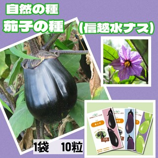 茄子の種　信越水ナス　国内で育成、採取した自然の種　茶巾形　黒紫色　家庭菜園(野菜)
