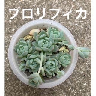 多肉植物　プロリフィカ(その他)