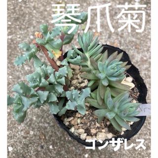 多肉植物　ゴンザレス　琴爪菊(その他)