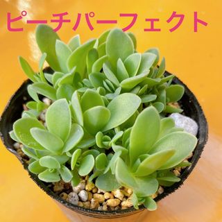 ■多肉植物■ピーチパーフェクト　抜き苗(その他)