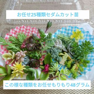 ☆セダム祭り☆多肉植物お任せ25種類セダムカット苗(その他)