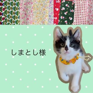 猫首輪 えり付き＋セーフティバックル  ⑫-EE7(リード/首輪)