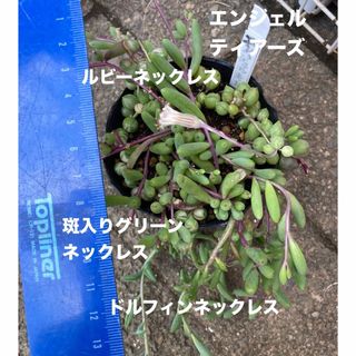 多肉植物　斑入りグリーンネックレス　エンジェルティアーズ(その他)