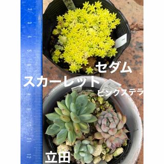 多肉植物　ピンクステラ　立田　スカーレット　セダム(その他)