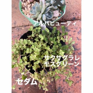 多肉植物　アルバビューティ　サクサグラレモスグリーン(その他)