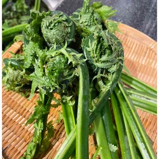 【北海道産】こごみ５００g(野菜)