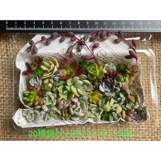 【ミニカット苗！】多肉植物　寄せ植えの隙間にピッタリなミニカット苗のお弁当⑨(その他)