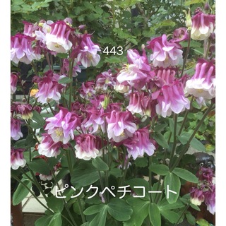 西洋オダマキ　花の種　ピンクペチコート　25粒(その他)