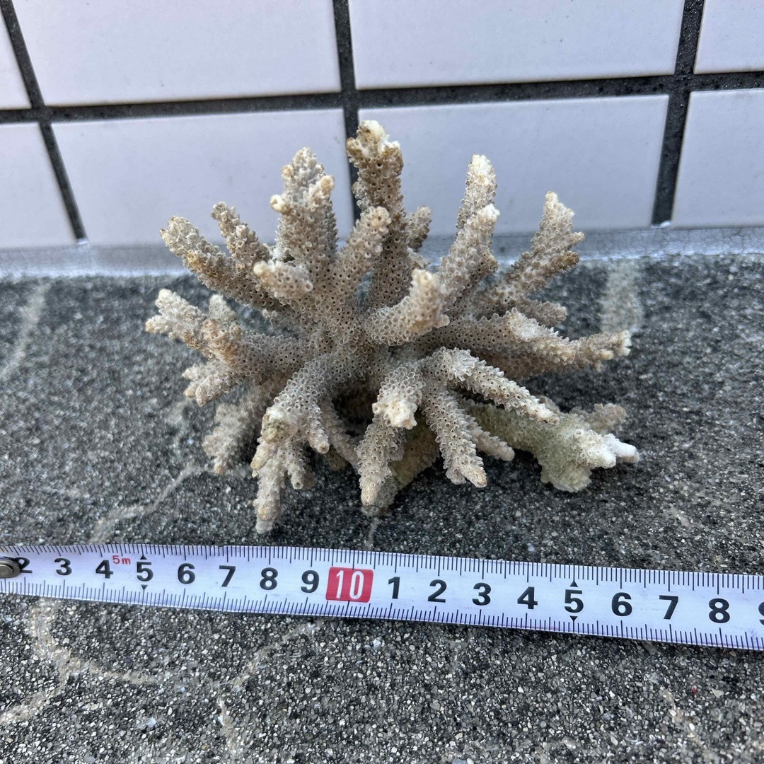 沖縄産　サンゴ　天然サンゴ その他のペット用品(アクアリウム)の商品写真