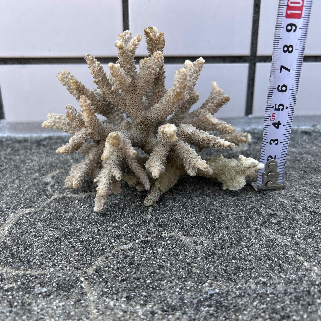 沖縄産　サンゴ　天然サンゴ その他のペット用品(アクアリウム)の商品写真