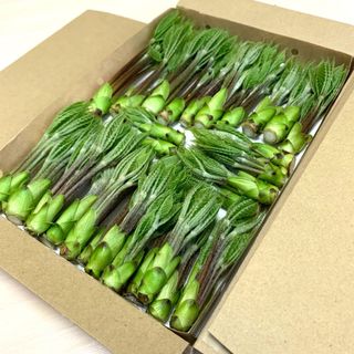 ③こしあぶら　100グラム以上(野菜)