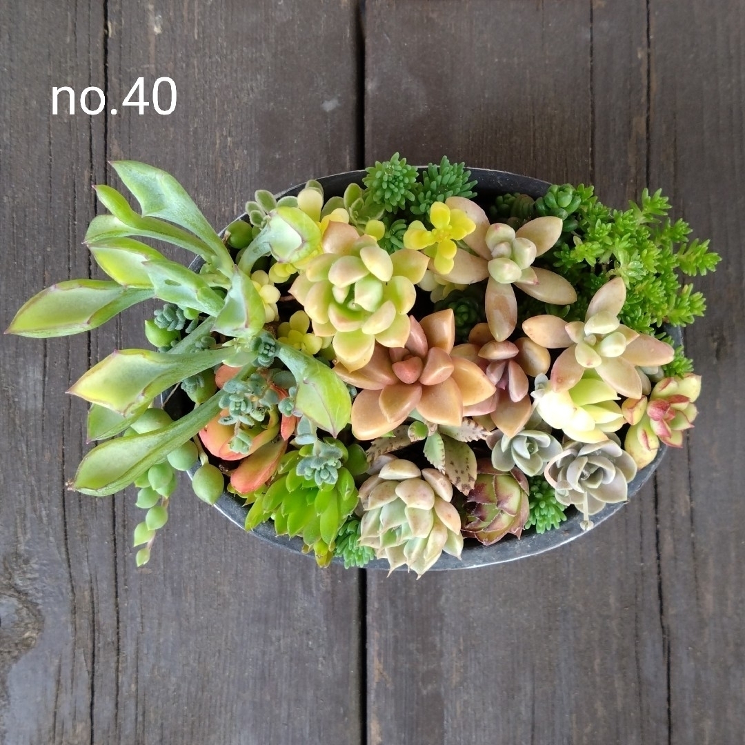no.40多肉植物抜き苗20種セット ハンドメイドのフラワー/ガーデン(その他)の商品写真