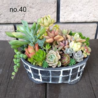 no.40多肉植物抜き苗20種セット(その他)