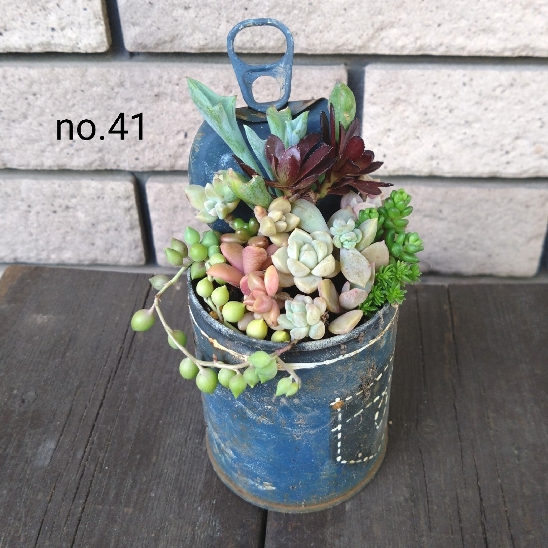 訳あり★no.41多肉植物抜き苗13種セット ハンドメイドのフラワー/ガーデン(その他)の商品写真