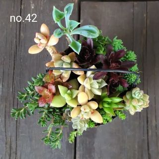 訳あり★no.42多肉植物抜き苗13種セット(その他)