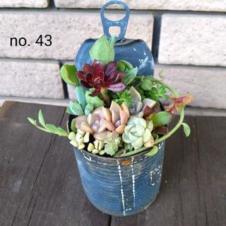 訳あり★no.43多肉植物抜き苗13種セット(その他)