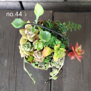 訳あり★no.44多肉植物抜き苗13種セット(その他)