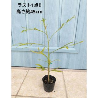 葉裏のゴールドが美しい　☘　グレビレア　バイレアナ　ゴールド　☘　苗(その他)