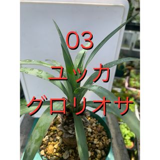 03 ユッカ　グロリオサ　幹立ち　抜き苗　Yucca gloriosa(その他)