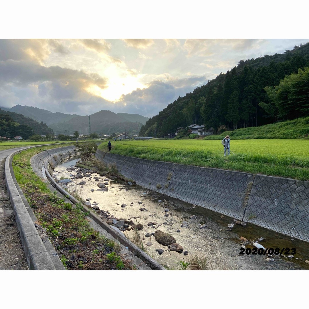 ☆令和５年ミルキークイーンの改良新品種☆ミルキースター  花藻塩米　玄米10キロ 食品/飲料/酒の食品(米/穀物)の商品写真