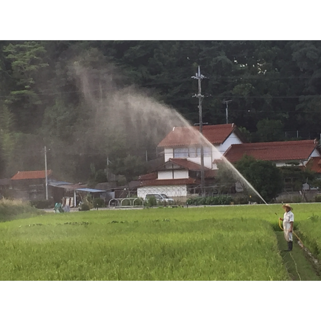 ☆令和５年ミルキークイーンの改良新品種☆ミルキースター  花藻塩米　玄米10キロ 食品/飲料/酒の食品(米/穀物)の商品写真