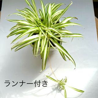 オリズルラン　観葉植物　抜き苗(その他)