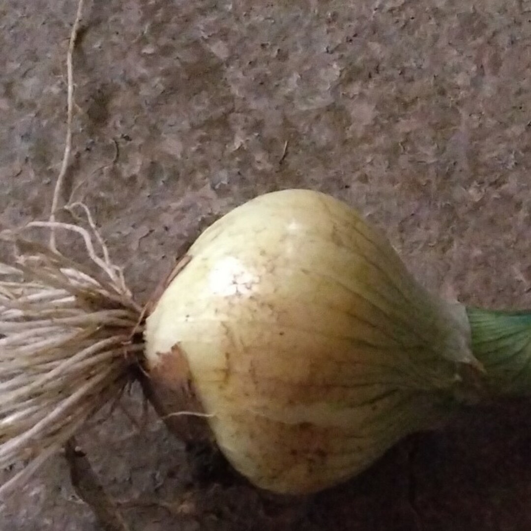 農薬不使用　新玉ねぎ　コンパクト 食品/飲料/酒の食品(野菜)の商品写真