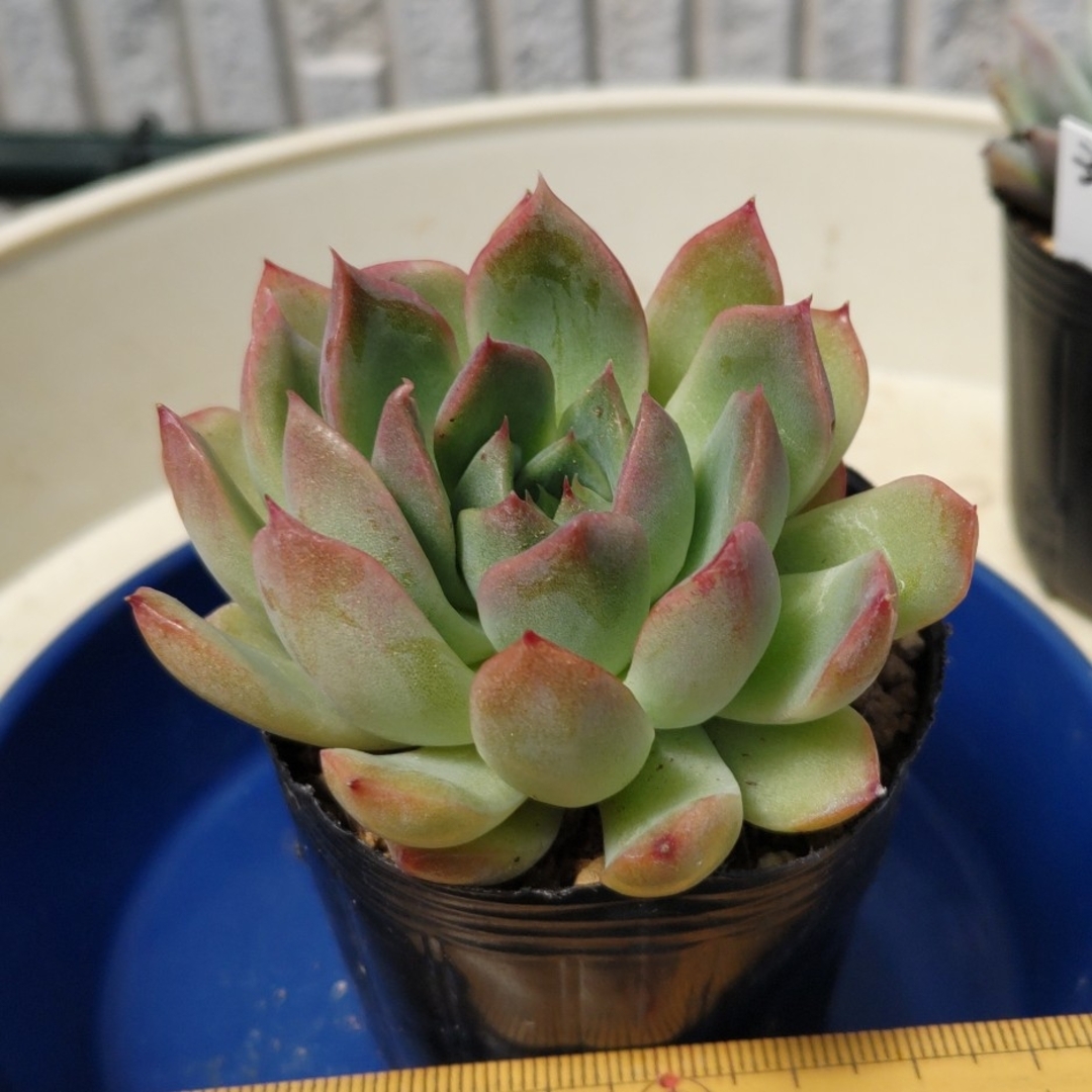 多肉植物☆②札落ちエケベリアの抜き苗☆可愛い多肉♡ ハンドメイドのフラワー/ガーデン(その他)の商品写真