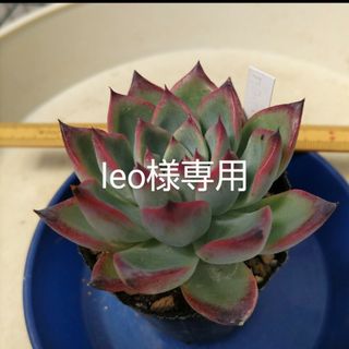 多肉植物☆leo様専用☆可愛い多肉♡(その他)