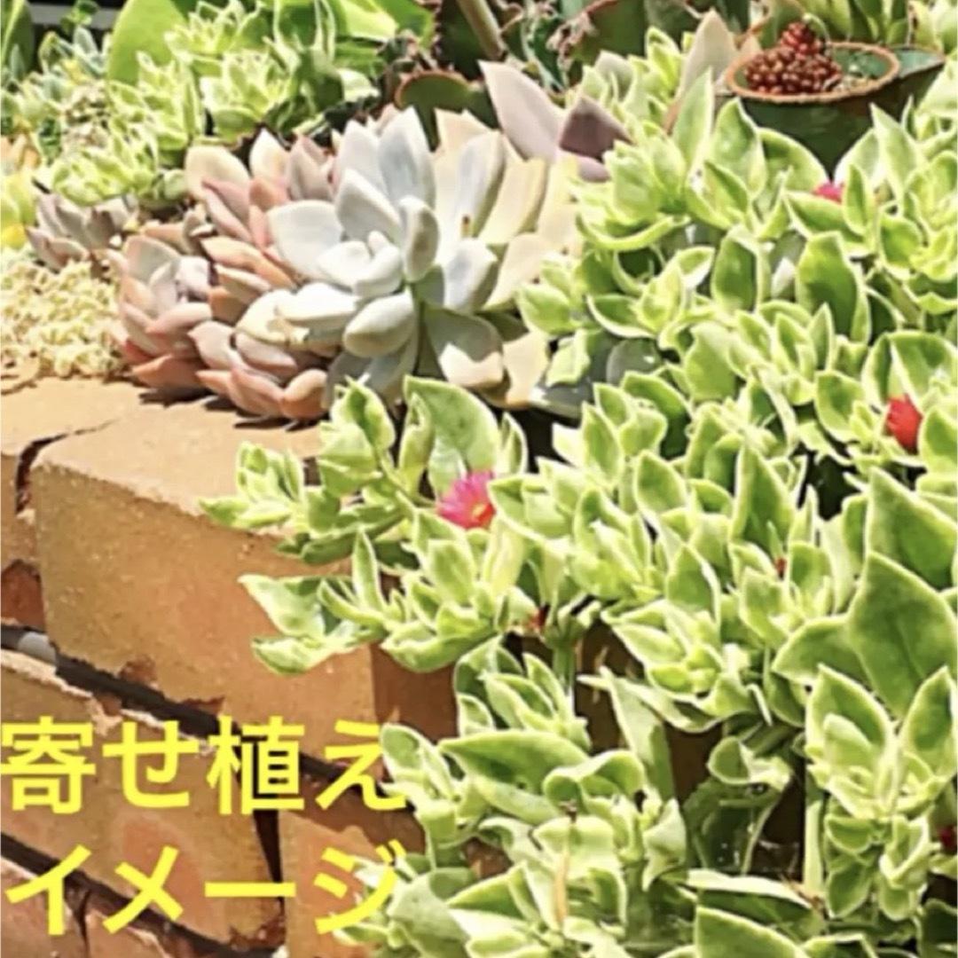 多肉植物　ベビーサンローズ『幸運の花』カット苗　ネコポスぎゅうぎゅうパンパン インテリア/住まい/日用品のインテリア/住まい/日用品 その他(その他)の商品写真