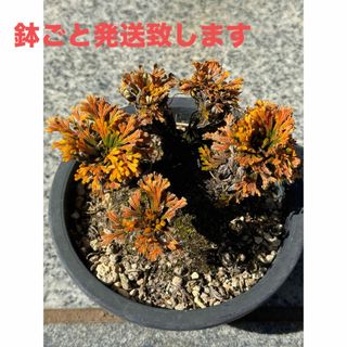 岩松　イワヒバ　盆栽 山野草　高山植物　15(その他)