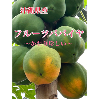 沖縄産　南国フルーツ　〜かなり珍しい〜　フルーツパパイヤ　2Kg （2玉〜3玉）(フルーツ)