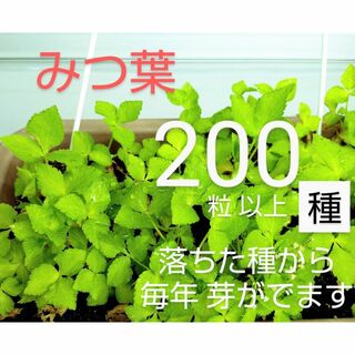 みつば⭐三つ葉の種　200 粒以上　無農薬　プランター栽培(野菜)