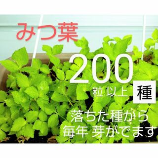 みつば⭐三つ葉の種　200 粒以上　無農薬　プランター栽培