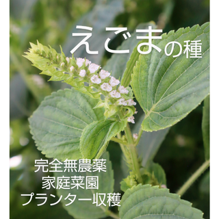 無農薬⭐えごまの種(野菜)