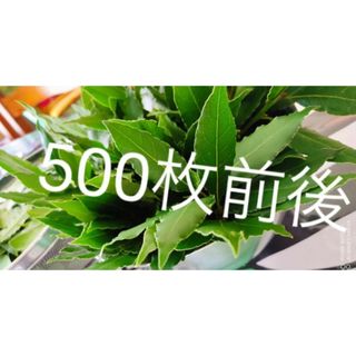 特価!!　ローリエ  500枚　月桂樹  無農薬(調味料)