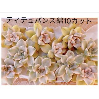 ティテュバンス錦(アプリコット美人)10カット　多肉植物　斑入り　寄せ植えに(その他)