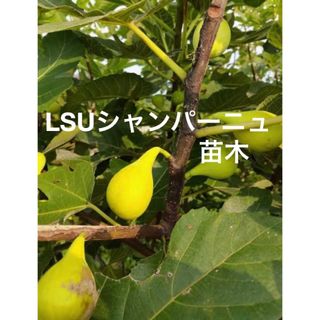 イチジク苗　イチジク苗木　LSUシャンパーニュ(その他)