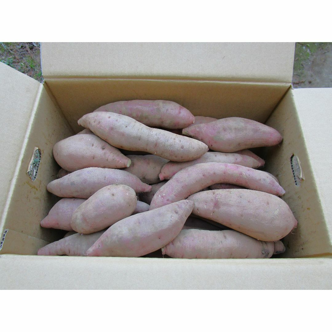 農家直送 茨城県産さつまいも訳あり【紅はるか】10キロ 箱込み サツマイモ 食品/飲料/酒の食品(野菜)の商品写真
